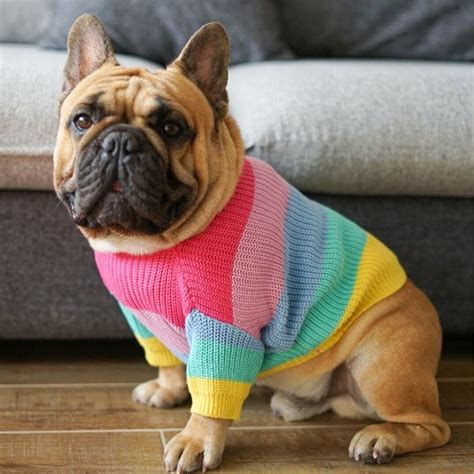 French Bulldog Puppy Sweaters