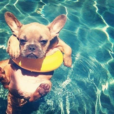 French Bulldog Puppy Swimming