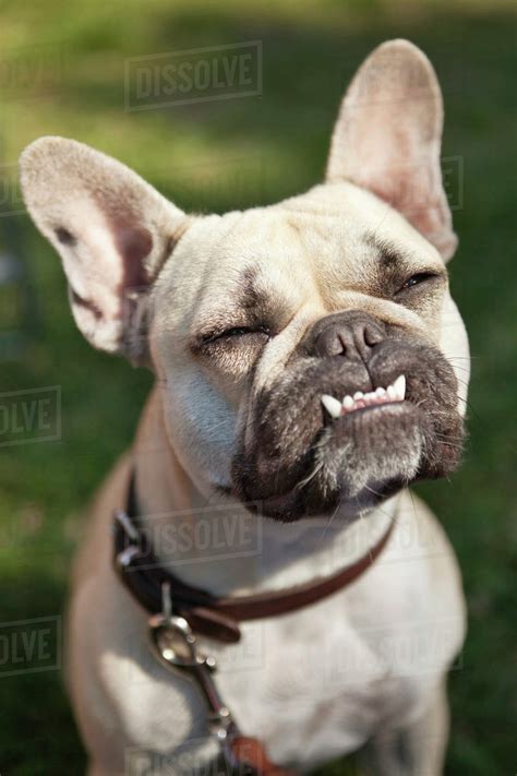 French Bulldog Puppy Teeth