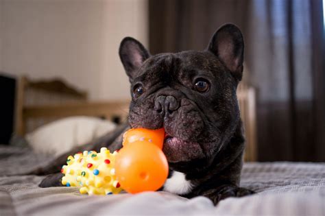 French Bulldog Puppy Teething Toys
