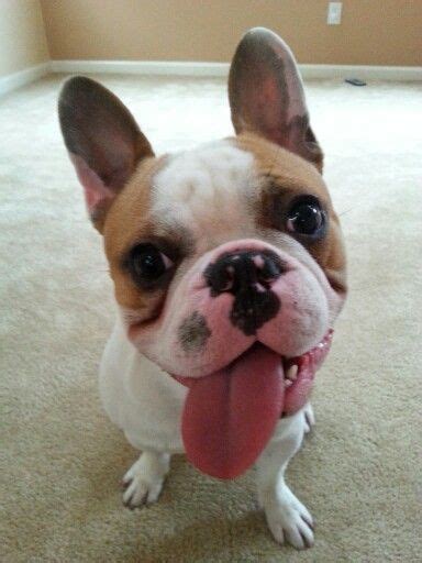 French Bulldog Puppy Tongue Sticks Out