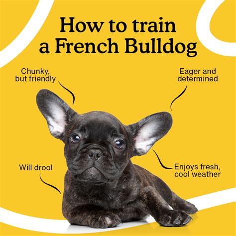 French Bulldog Puppy Training Tips