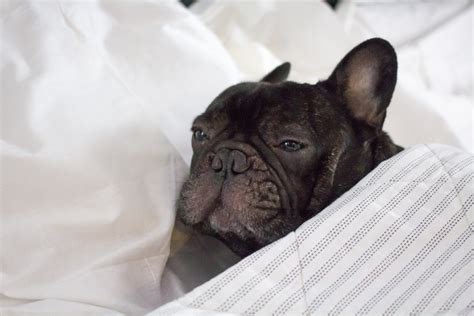 French Bulldog Puppy Vomiting And Diarrhea