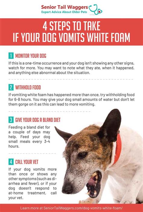 French Bulldog Puppy Vomiting White Foam