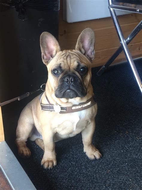 French Bulldog Puppy While At Work