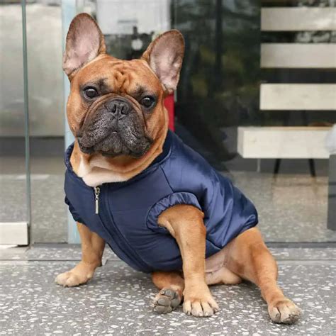 French Bulldog Puppy Winter Coat