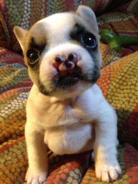 French Bulldog Puppy With Cleft Palate