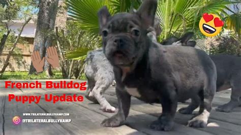 French Bulldog Puppy With Giardia