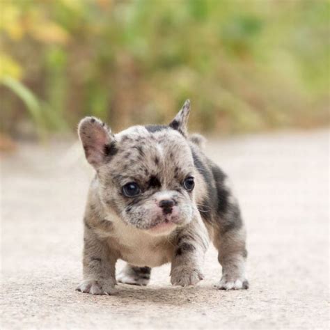 French Bulldog Rolly Teacup Puppies