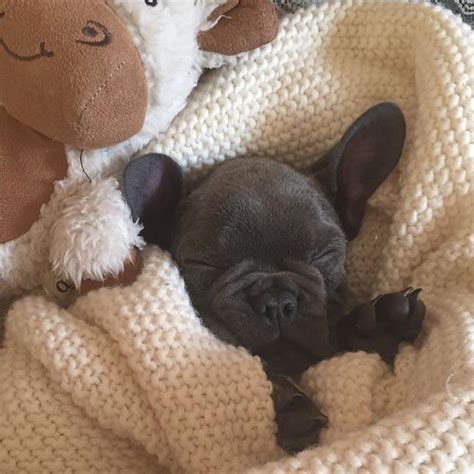 French Bulldog Sleeping With Puppies