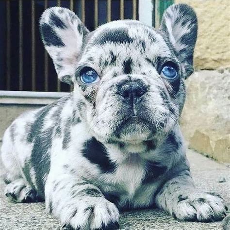 French Bulldog Spotted Puppy