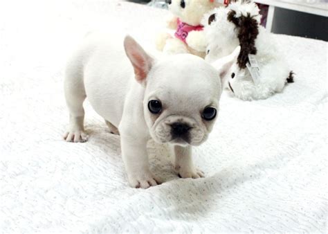 French Bulldog White Puppy