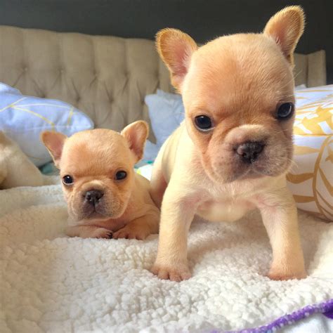 French Bulldog With Puppies