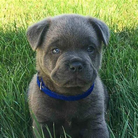 French Bulldog X Chow Chow Puppies For Sale