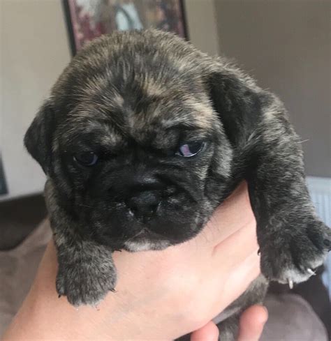 French Bulldog X Pug Puppies For Sale