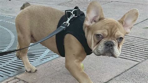 French Bulldog stolen from L.A. apartment building by alleged Uber Eats delivery person