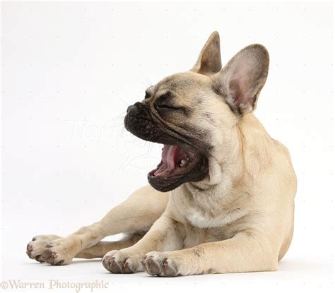 French Bulldog yawning