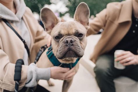 French Bulldogs Are Now America’s Most Popular Dog