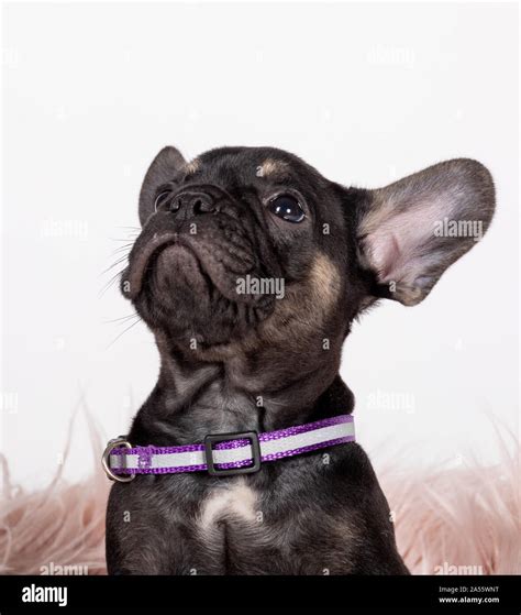 French Bulldogs were then imported to France where they became popular as companion dogs