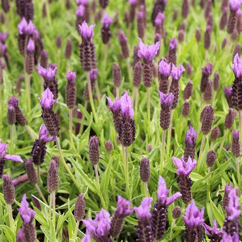 French Lavender, 10x available Plants Gumtree Australia Perth …