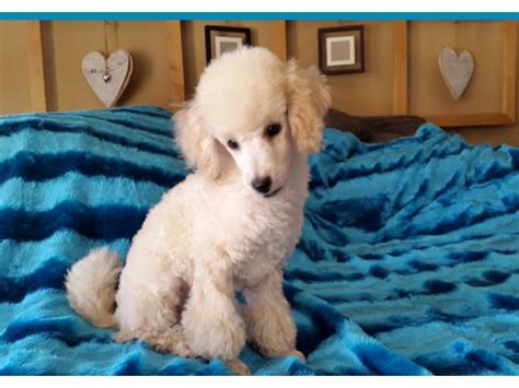 French Poodle Puppy For Sale