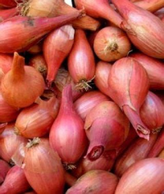 French Red Shallot John Scheepers Kitchen Garden Seeds