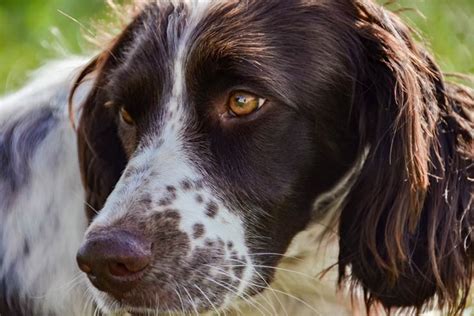 French Spaniel - Wikipedia