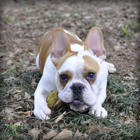 French and english bulldog mix. French Bulldog Husky Mix Characteristics. Size: 12 – 22 inches. Weight: 35 – 45 pounds. Colors: Gray and white, black and white, sable and white, back and tan, brindle, liver, or fawn. Coat Type: Single or double-coated/coarse or wire. The French Bullsky’s size can vary since the parent breeds’ sizes are totally different. 