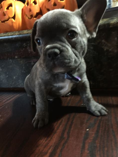 9/10 9/10 5/10 See Available Puppies Great for Small Homes The French Bulldog’s small stature and relatively low exercise needs make them a great choice for families with apartments and small homes. Absolutely Adorable .