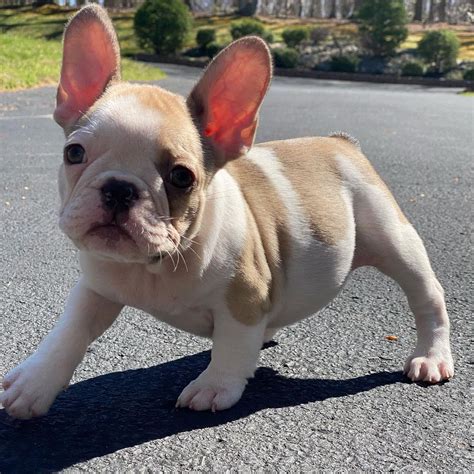 French Bulldog. Hello, Louie is 3 1/2. Over the last year he has got