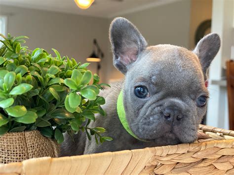 Diamond French Bulldogs ® is a Wilmington, North Carolina-based breeder specializing in rare, exotic-colored French Bulldogs. Our focus is breeding exceptional French Bulldogs who stand out for their personalities and physical beauty. We have the knowledge and discipline to ensure that only the top lines enter our breeding program.. 