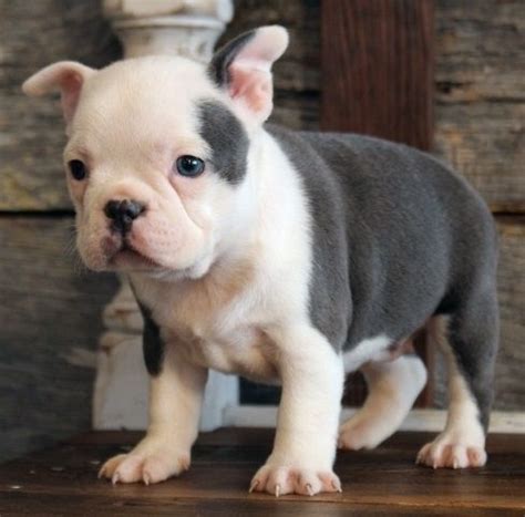 PuppyFinder.com is your source for finding an ideal French Bulldog Puppy for Sale near Wilmington, North Carolina, USA area. Browse thru our ID Verified puppy for sale listings to find your perfect puppy in your area. ... USA RALEIGH, NC, USA . Distance: Aprox. 117.0 mi from Wilmington. Date listed: 08/21/2023.. 