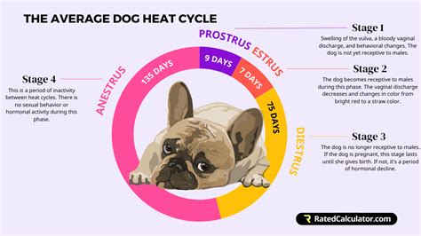 French bulldog heat cycle chart. .  ...