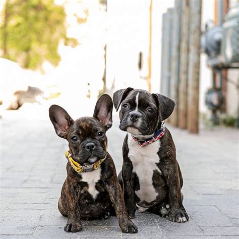 The French Bulloxer is between its parents in size, standing 13 to 16 inches tall and weighing 40 to 60 pounds. Your mix will combine the compact frame of the Frenchie with the strength and elegance of the boxer. Fortunately, your dog's legs will be a little longer than the pure-bred French Bulldog's..