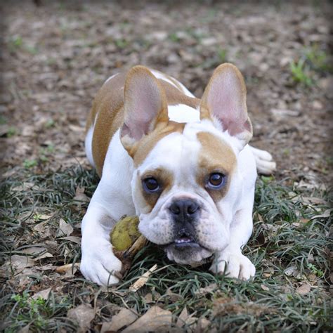 French bulldog mixed english bulldog. The English Bulldog is a sturdy, thick set medium sized dog. Males weigh around 50 pounds while females weigh around 40 pounds. They are much shorter than the Golden, with both males and females standing between 14 and 15 inches tall at the shoulder. The Bulldog coat is short and smooth. 