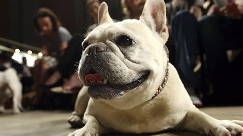 French bulldog ousts Labrador retriever to become top U.S. dog breed