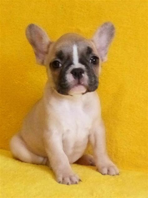 French bulldog puppies craigslist. According to the American Kennel Club, a pied French Bulldog is a bulldog that is mostly white with small patches of an appropriate color on its coat. Some of the colors allowed are fawn, brindle, black or any other color that does not cons... 