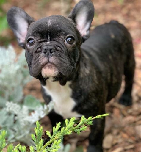French Bulldogs are undeniably adorable and popular pets, but their popularity often comes with a hefty price tag. However, if you’re looking to bring home a furry friend without breaking the bank, there are several budget-friendly options .... French bulldog puppies craigslist