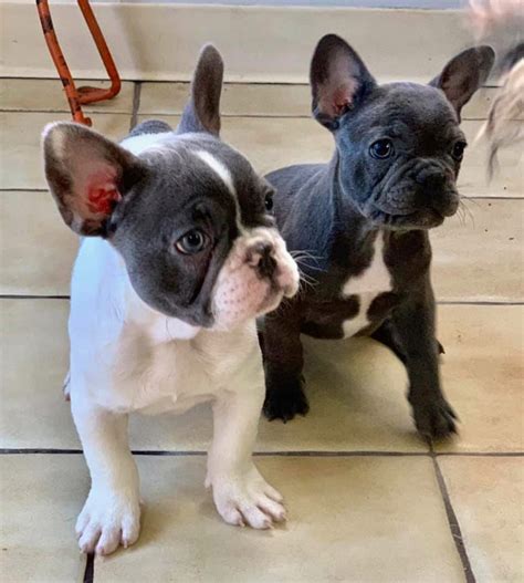 French bulldog puppies for sale We have a new litter of french bulldog from our puppies we are selling them off for they come with Limited registration at this price and health certificate, All pupps are healthy call us to schedule a visit or how to get a puppy from us