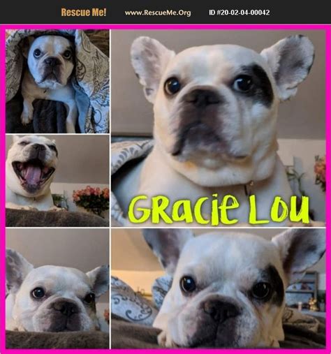 Some people have mentioned that this network may be taking french bulldogs from breeders and passing them off as rescues. Even if this is the case, some breeders who are shut down need to find places for their dogs to be ‘rescued’ or adopted to new families. Rescue and Adoption Details. Phone: (800) 800-2099.. 