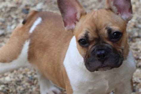French bulldog stolen from DC woman months after her pet died in District Dogs flood