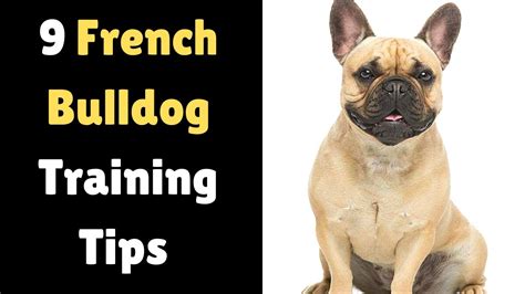 French bulldog training. Sit. Teaching your French Bulldog to sit is one of the fundamental commands in their training. Follow these steps to effectively teach them how to sit: Start with a treat in your hand and hold it close to your dog’s nose. Slowly move your hand upwards, allowing their head to follow the treat and their bottom to lower. 