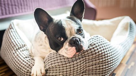 French bulldogs’ cute face shape is stopping them getting a good night’s sleep, study shows