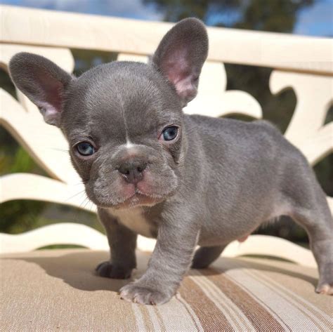 The Micro French Bulldog is officially registered with Designer Kennel Club.The DKC is the only registry in the world that recognizes the Miniature French Bulldog as a designer dog breed. The micro version of the French Bulldog was created by legendary French Bulldog breeder, Don Chino.The Texas Brand Bloodline consist of 8 generations, over 20 years ….