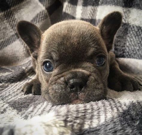 Find French Bulldogs for Sale in Pittsburgh on Oodle Classifieds. Join millions of people using Oodle to find puppies for adoption, dog and puppy listings, and other pets …. 