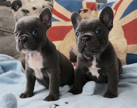Is your family ready to buy a French Bulldog dog in Colfax, Wisconsin, USA? Page 1 contains French Bulldog puppies for sale listings in Colfax, Wisconsin, USA. This page displays 10 French Bulldog dog classified listings in Colfax, Wisconsin, USA.