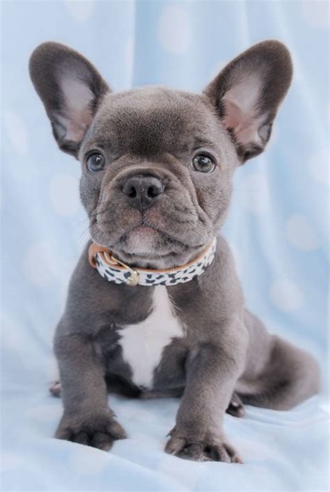 French bulldogs have roots in England