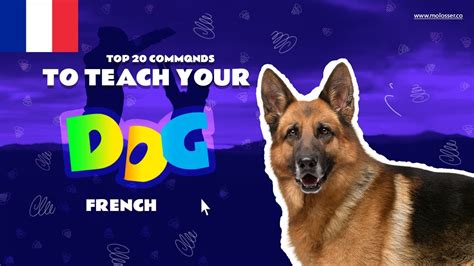 French dog commands. Here is a comprehensive guide to French dog commands that you can use to train your furry friend: Assis (pronounced ah-see) – This command means “sit.”. … 