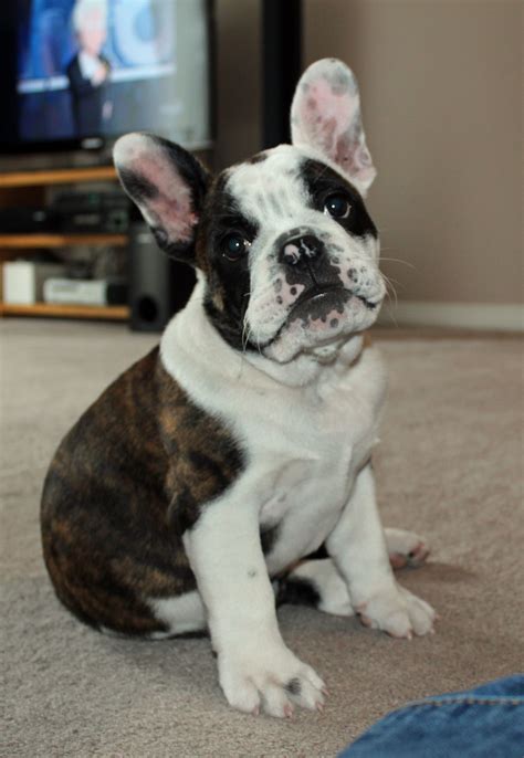 French english bulldog mix. French Bulldog Chow Chow Mix. Size: 10 – 14 inches. Weight: 30 – 50 Pounds. Colors: Black – brindle – fawn – red – cream – white with black or red patches. Coat Type: a thick undercoat with a somewhat short outer coat. Small, compact dogs with a short tail that the dog may carry high are the most common French Chow Dogs. 