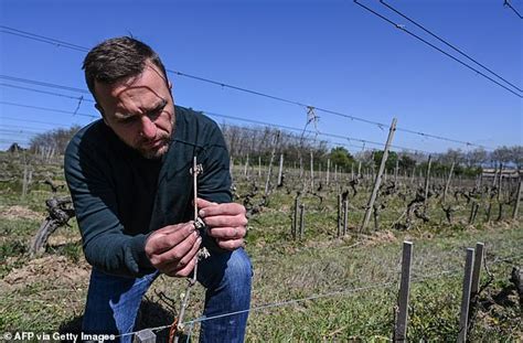 French wine shortage: Farmers suffer worst frost damage since …